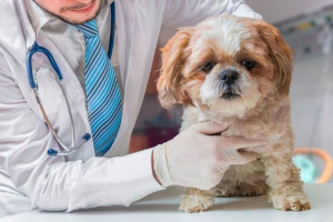 Piedlemia у собак - що робити вдома? Piedlemia у собак - що робити вдома?